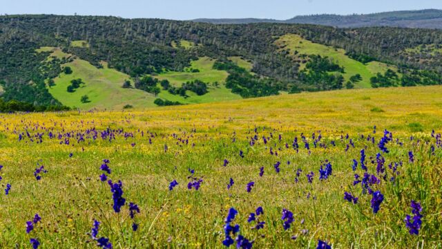 Goldfields, tidy tips, larkspur in the hills on the south end of the valley Goldfields, tidy tips, larkspur in the hills on the south end of the valley