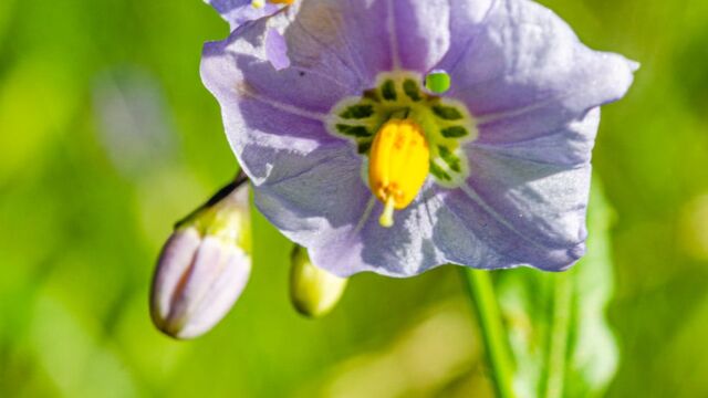 Solanum parishii Parish's nightshade, Solanum parishii