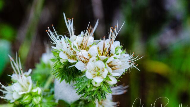 Phacelia heterophylla ssp. virgata Varied leaf Phacelia, Phacelia heterophylla ssp. virgata