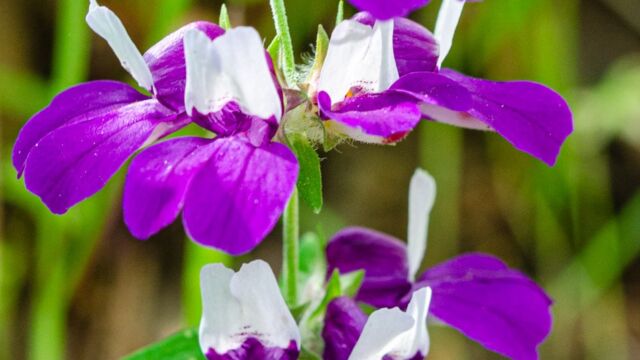 Collinsia heterophylla Purple Chinese houses, Collinsia heterophylla