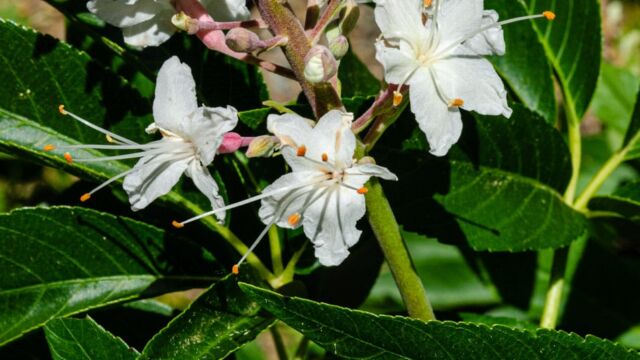 Aesculus californica California buckeye, Aesculus californica