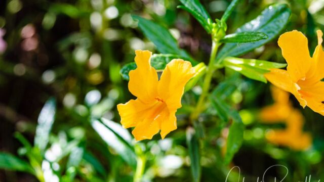 Diplacus aurantiacus Sticky monkeyflower (aka bush monkeyflower), Diplacus aurantiacus