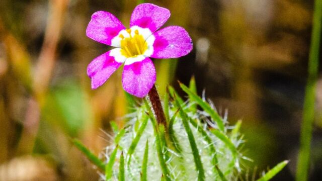 Leptosiphon ciliatus Whiskerbrush, Leptosiphon ciliatus