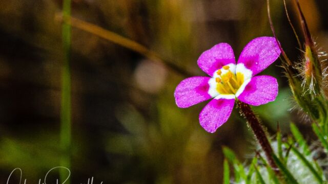 Leptosiphon ciliatus Whiskerbrush, Leptosiphon ciliatus