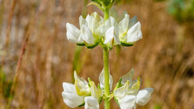 Lupinus microcarpus var. densiflorus Whitewhorl lupine, Lupinus microcarpus var. densiflorus