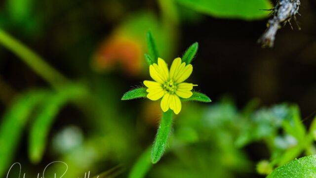 Madia gracilis Grassy tarweed, Madia gracilis