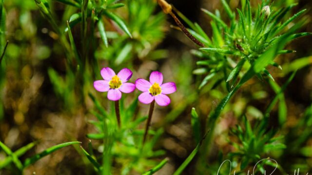 Leptosiphon bicolor True babystars, Leptosiphon bicolor