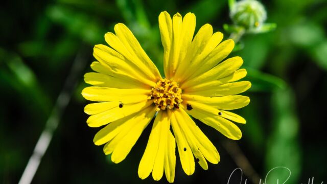 Madia elegans Common madia, Madia elegans