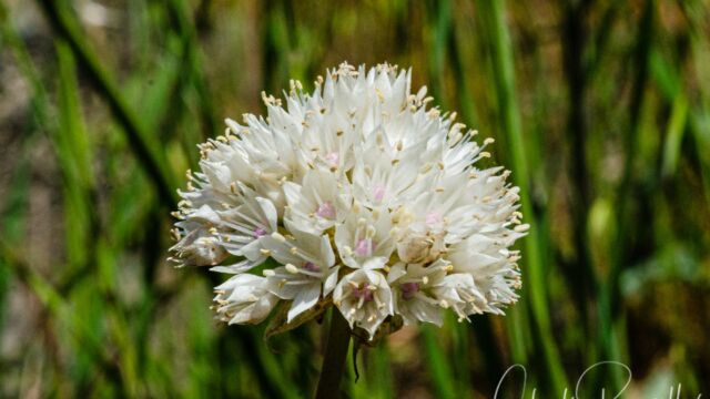 Allium amplectens Narrowleaf onion, Allium amplectens