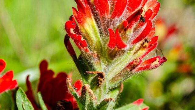 Castilleja applegatei ssp. martinii Wavy leaf paintbrush, aka Martin's paintbrush, Castilleja applegatei ssp. martinii