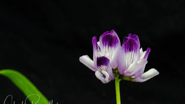 Astragalus rattanii var. jepsonianus. CNPS 1B.2 Jepson's milkvetch, Astragalus rattanii var. jepsonianus. CNPS 1B.2