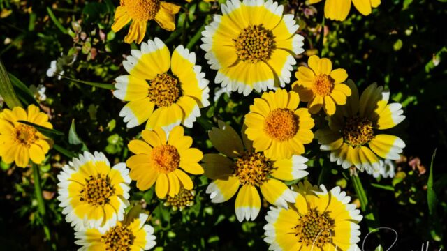 Layia chrysanthemoides, mixed in with Smooth goldfields Smooth tidy tips, Layia chrysanthemoides, mixed in with Smooth goldfields