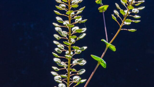 Lepidium perfoliatum Clasping pepperweed, Lepidium perfoliatum