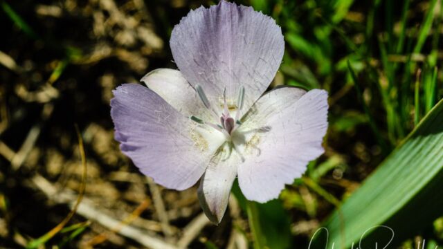 Calochortus uniflorus. CNPS 4.2 Large flowered star tulip, Calochortus uniflorus. CNPS 4.2