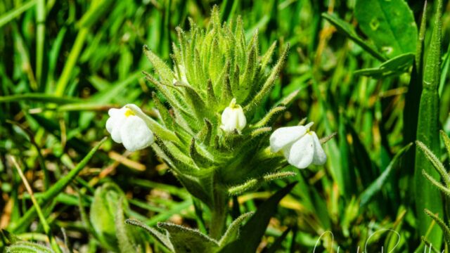 Castilleja rubicundula ssp. rubicundula Cream sacs, Castilleja rubicundula ssp. rubicundula
