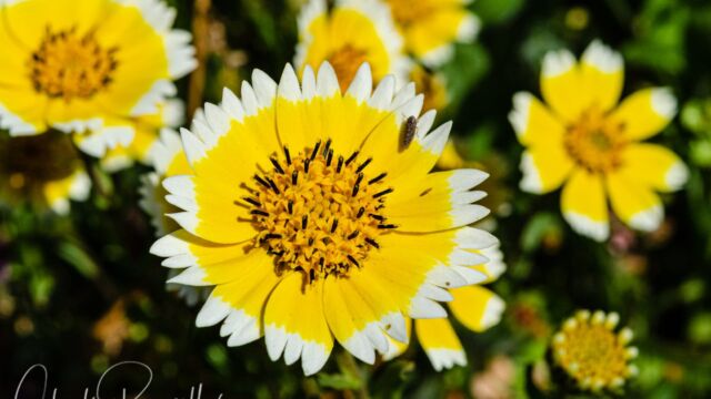 Layia chrysanthemoides Smooth tidytips, Layia chrysanthemoides