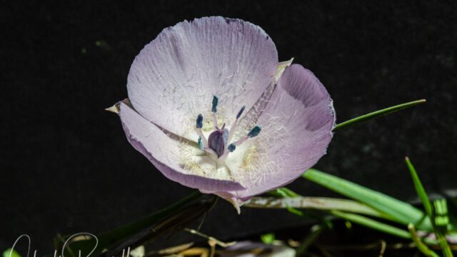 Calochortus uniflorus. CNPS 4.2 Large flowered star tulip, Calochortus uniflorus. CNPS 4.2