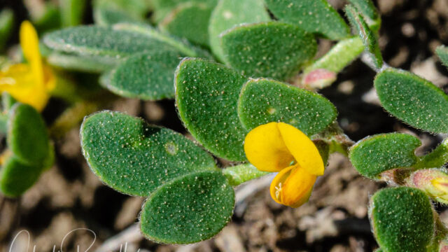 Acmispon wrangelianus Chilean trefoil, Acmispon wrangelianus