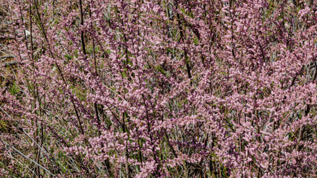 Tamarix parviflora Smallflower tamarisk, Tamarix parviflora
