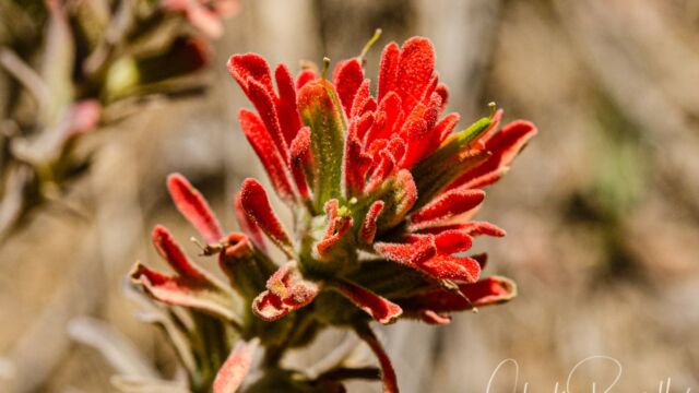 Castilleja foliolosa Woolly indian paintbrush, Castilleja foliolosa