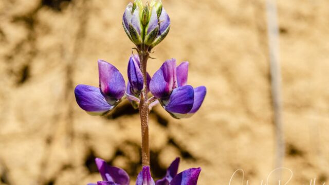 Lupinus succulentus Arroyo lupine, Lupinus succulentus