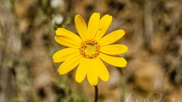 Eriophyllum lanatum Common woolly sunflower, Eriophyllum lanatum