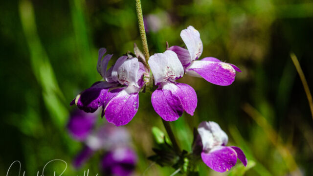 Collinsia heterophylla Purple chinese houses, Collinsia heterophylla