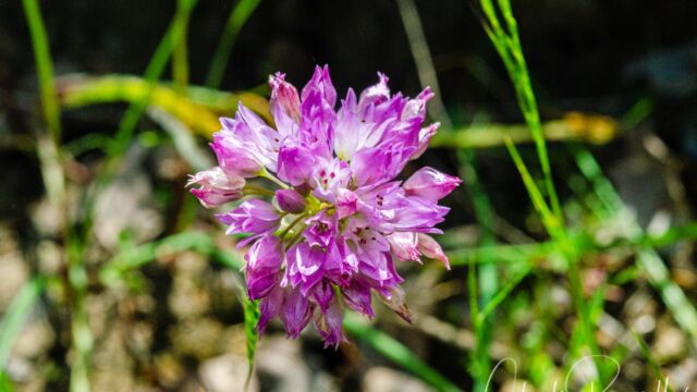 Allium serra Jeweled onion, Allium serra