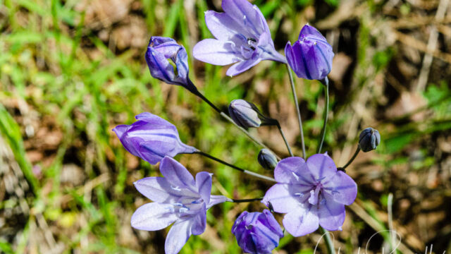 Triteleia laxa Ithuriel's spear, Triteleia laxa