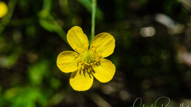 Ranunculus occidentalis Western buttercup, Ranunculus occidentalis