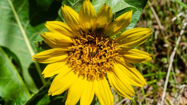 Wyethia glabra Smooth mule-ears, Wyethia glabra