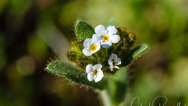 Plagiobothrys fulvus var. campestris Field popcornflower, Plagiobothrys fulvus var. campestris