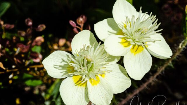 Platystemon californicus Cream cups, Platystemon californicus
