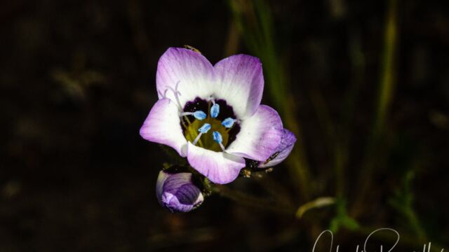 Gilia tricolor Bird's eye gilia, Gilia tricolor