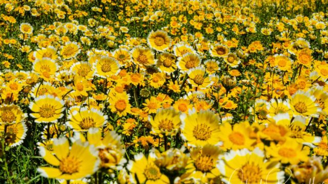 Layia chrysanthemoides Smooth tidytips, Layia chrysanthemoides