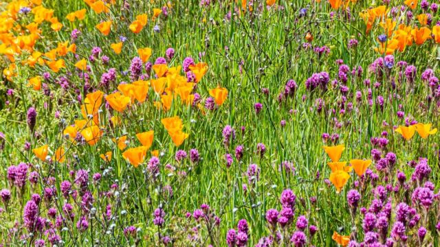 Roadside ditch mid valley, poppies and owl's clover Roadside ditch mid valley, poppies and owl's clover