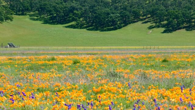 Poppies and larkspur mid valley, looking east Poppies and larkspur mid valley, looking east