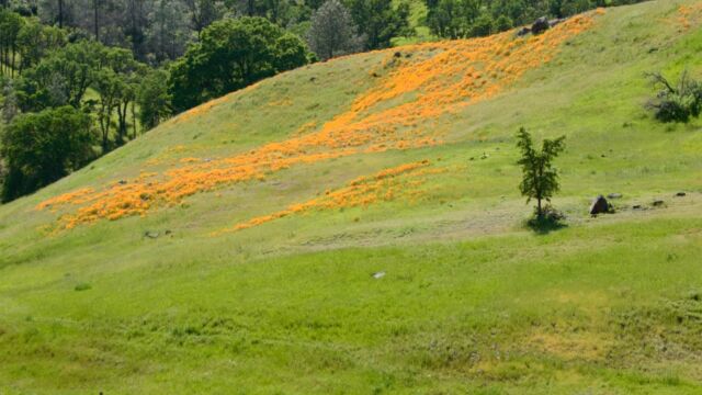 Poppies along Bear Creek on the road into the valley Poppies along Bear Creek on the road into the valley
