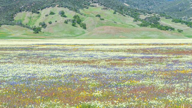 Valley floor color from the roadside Valley floor color from the roadside