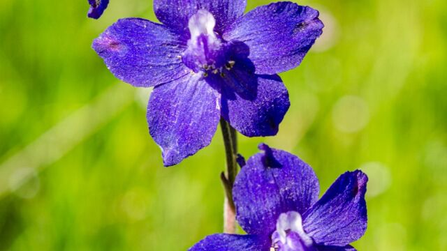 Delphinium variegatum Royal Larkspur, Delphinium variegatum