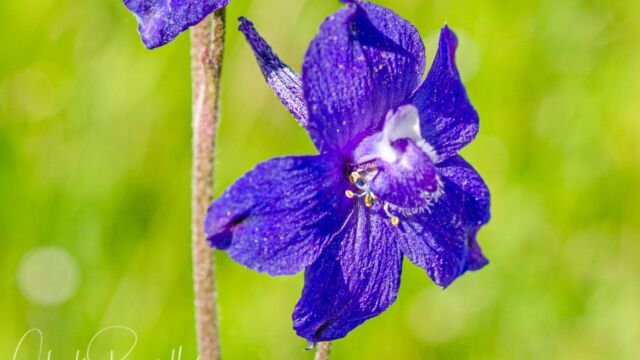 Delphinium variegatum Royal Larkspur, Delphinium variegatum