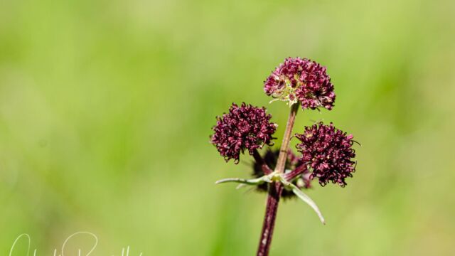 Sanicula bipinnatifida Purple sanicle, Sanicula bipinnatifida