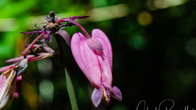 Dicentra formosa Pacific bleeding heart, Dicentra formosa