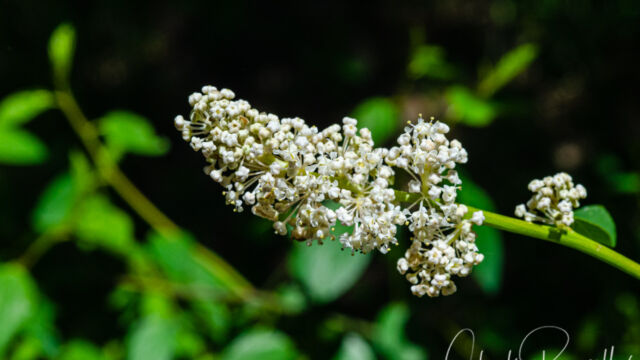 Ceanothus integerrimus Deer brush, Ceanothus integerrimus