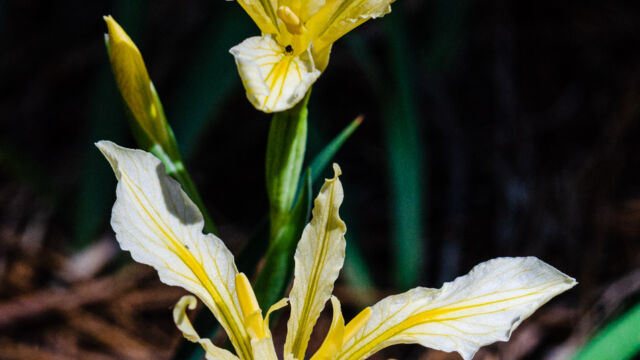 Iris hartwegii Hartweg's iris (aka Rainbow iris), Iris hartwegii