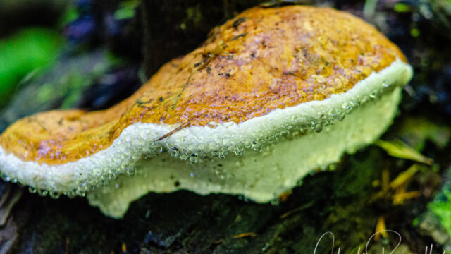 A member of Shelf Fungi Order Polyporales Fomitopsis spp., a member of Shelf Fungi Order Polyporales