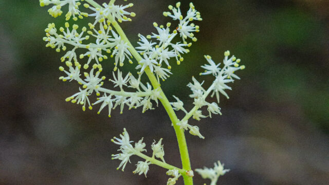 Maianthemum racemosum Feathery false lily of the valley, Maianthemum racemosum