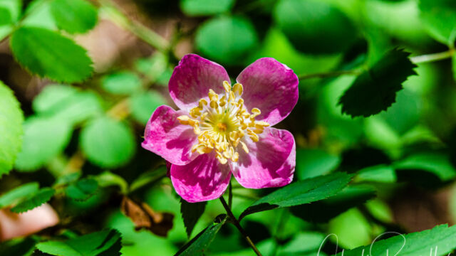 Rosa gymnocarpa Wood rose, Rosa gymnocarpa