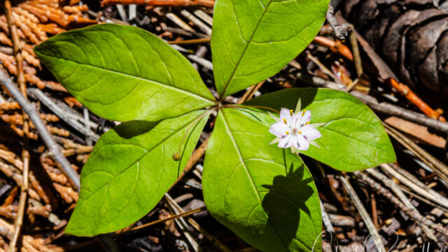 Lysimachia latifolia Pacific starflower, Lysimachia latifolia