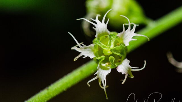 Tellima grandiflora Fringe cups, Tellima grandiflora